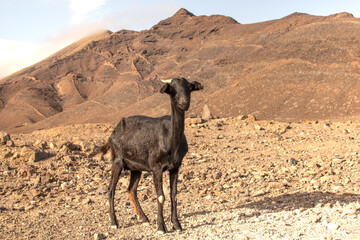 Mountains goat in the valley of the moon, Fuerteventura, Canary Islands 