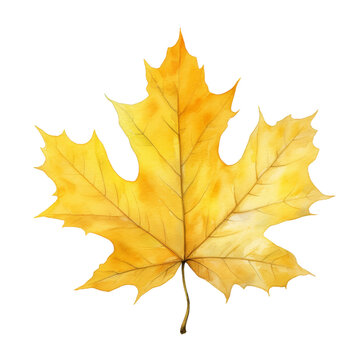 Watercolor yellow maple leaf clipart isolated on transparent background