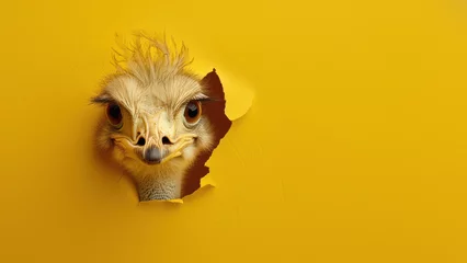 Foto op Plexiglas An intrigued ostrich head pops through torn yellow paper, connoting curiosity and a break from the norm © Fxquadro