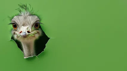 Tuinposter A single eye of an ostrich gazes through a ripped green paper, creating a playful and mysterious feeling © Fxquadro