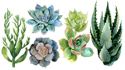 Artistic Watercolor Succulents