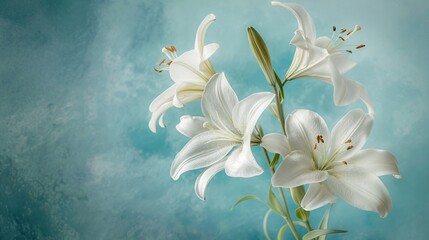 Fototapeta na wymiar A cluster of delicate white lilies blooming elegantly against a serene blue backdrop.
