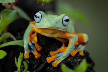 tree frog, java tree frog, flying frog sitting on moss ( rhacophorus reinwardtii )	