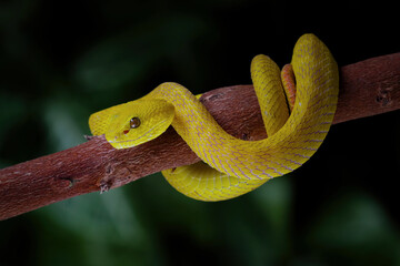 Yellow White-lipped Pit Viper on branch (Trimeresurus insularis)