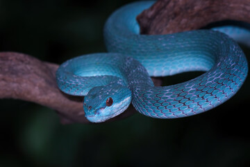 high venomous snake, blue viper snake closeup on branch, blue insularis,Trimeresurus Insularis	
