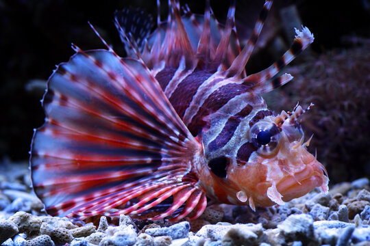 Fuzzy dwarf lionfish on the coral reefs