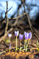 Crocus pulchellus or hairy crocus early spring purple flower after the wildfires, nature reborn