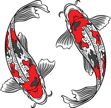 hand drawn vector illustration of koi fish. for tattoo or logo