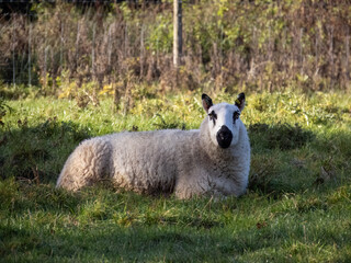 white sheep with black ears nose and eyes