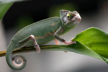 Baby veiled chameleon on a tree branch