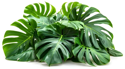 Poster Monstera Green Plant With Large Leaves. A photo showing a green plant with large leaves placed on a Transparent background.