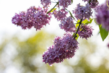 Purple lilac flowers at the blue sky background. Beautiful spring background.