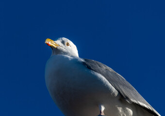 Obraz premium Close-up of Herring Gull with blue sky