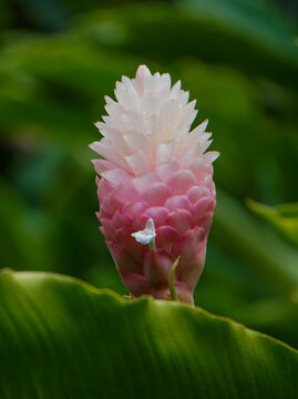 Roser Blume