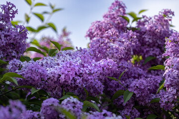 Purple lilac flowers at the blue sky background. Beautiful spring background.