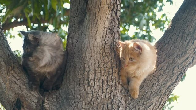 Cat on the tree, persian cats enjoying the view from a tree branch, kittens on a tree branch. cats with busy facial expressions, sitting on a textured tree branch, looking around