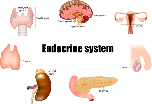 The major glands of the endocrine system. Pineal gland, pituitary gland, pancreas, ovaries, testes, thyroid gland, parathyroid gland, hypothalamus and adrenal glands. 