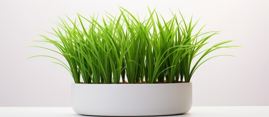 A white rectangular pot filled with wheatgrass, a terrestrial plant in the grass family, is sitting on a table. Wheatgrass is a flowering plant commonly used as an ingredient, herb, or houseplant