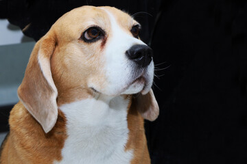 Portrait of young beagle dog on dark background