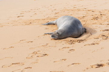 Hawaiian monk seal sleeping on sandy beach