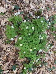 Wood anemones on the forest floor in spring