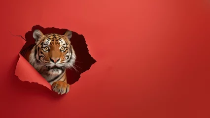 Deurstickers An inquisitive tiger peeks out of a torn red paper, illustrating curiosity and cautious discovery © Fxquadro