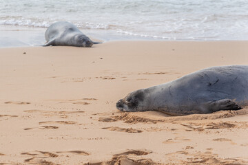 Two monks seals basking on sandy beach near ocean - 761676860