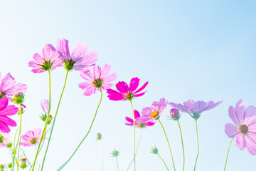 Pink cosmos flowers full blooming in summer garden,Field of cosmos flower on blue sky background,Selective focus.