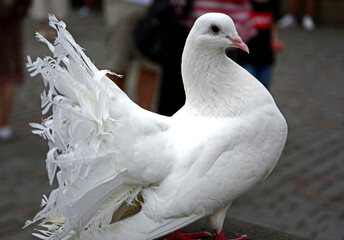 biały gołąb ozdobny, white doves, Columba	 - obrazy, fototapety, plakaty