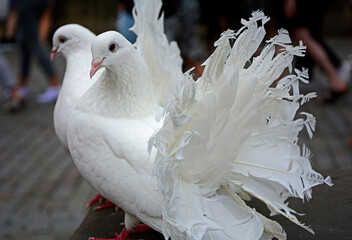 biały gołąb ozdobny, Columba, para gołebi, wite doves, Valentine's Day	 - obrazy, fototapety, plakaty