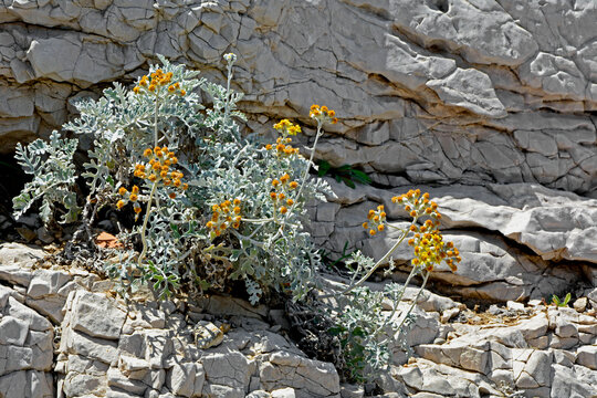 kocanka wloska w naturalnym środowisku na białej skale nad morzem, Helichrysum italicum, curry plant in natural habitat on a white stones	
