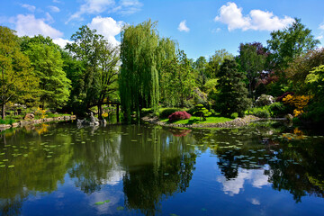 ogród japoński drzewa i kwitnące różaneczniki, mostek nad wodą, ogród japoński nad wodą, japanese garden blooming rhododendrons and azaleas, Rhododendron - obrazy, fototapety, plakaty