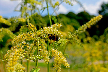 trzmiel na kwiatach pluskwicy europejskiej (Actaea europaea), bumblebee on yellow flowers	
 - obrazy, fototapety, plakaty