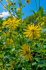 kwitnący topinambur, żółte kwiaty, słonecznik bulwiasty (Helianthus tuberosus), Jerusalem Artichokes, sunroot, sunchoke, wild sunflower, topinambur	
