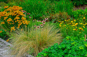 dzielżany i trawy ozdobne na rabacie, kompozycja ogrodowa, Helenium, Stipa , ostnica
