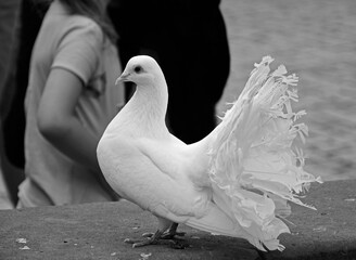 biały gołąb ozdobny, white doves, Columba, black and white, biało czarny obraz