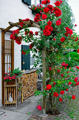romantyczny kącik relaksu w ogrodzie, czerwone róże na łuku wejściowym, róże pnące na drewnianej pergoli, red roses climbing on the wall of the house	
 - obrazy, fototapety, plakaty