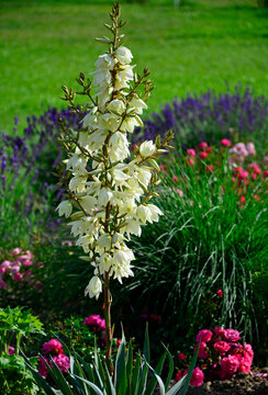 kwitnąca juka karolińska na tle kwietnika, Yucca filamentosa, Adam&rsquo;s needle and thread, Yucca on the flowerbed	
