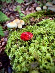 Shiny Red Mushroom
