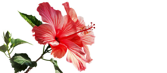 Hibiscus flower on a neutral background, concept for art deco style postcard design