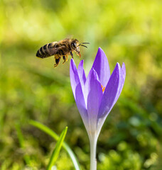 Bee flying to a purple crocus flower blossom - 761681270