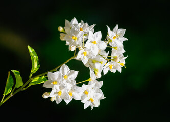 Macro of a jasmine nightshade flower - 761681461