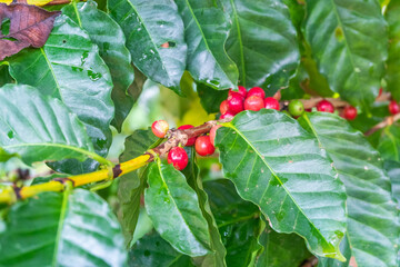 Raw arabica coffee beans in coffee plantation,industry agriculture on tree in North of thailand,Fresh organic red coffee cherries.