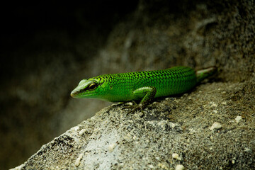 Little green lizard on stone