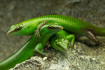 couple of green little lizards