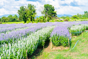 Violet lavender flowers in the field in sunny day,Lavender field under sky and lines,copy space,flower garden concept,Aromatherapy Perfume ingredient.