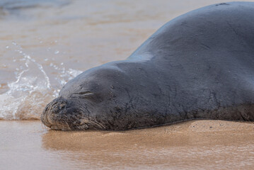 Closeup of monk seal face sleeping on tropical sandy beach near ocean - 761685021