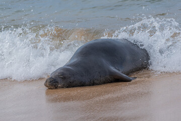 Sleeping monk seal with waves crashing on beach - 761685287