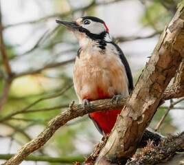 Buntspecht hält Ausschau