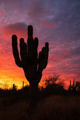 vertical cactus at sunset 